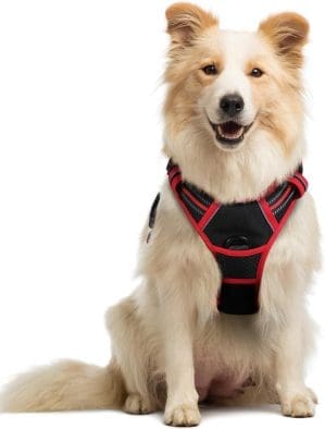 rabbitoo Classic Dog Harness, Black Red M